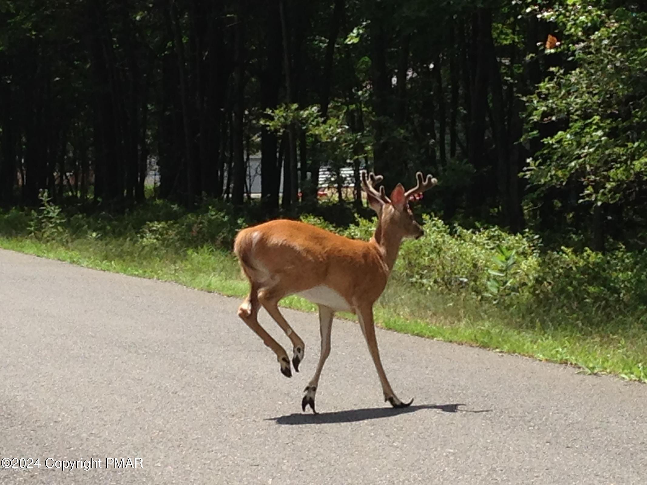 B546 Teddyuscung Trail & Byron Lane, Albrightsville, Pennsylvania image 1