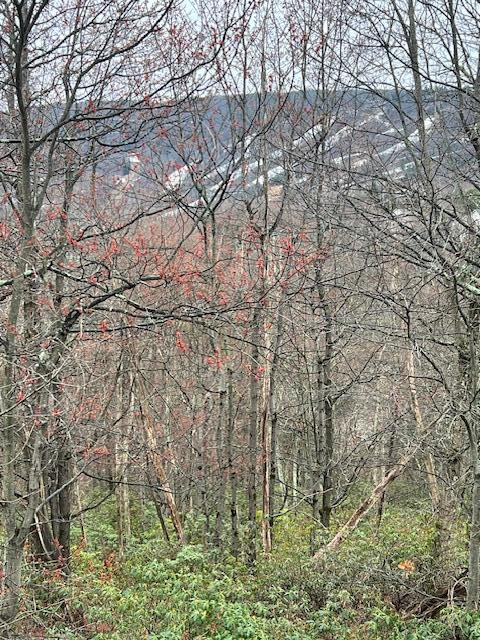 2235   Lot Camelback Drive, Tannersville, Pennsylvania image 2