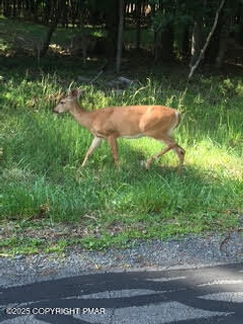 Vacant Land For Sale - LOT 14.1517 Pocono Mountain Lake Drive<br/> Bushkill, PA 18324