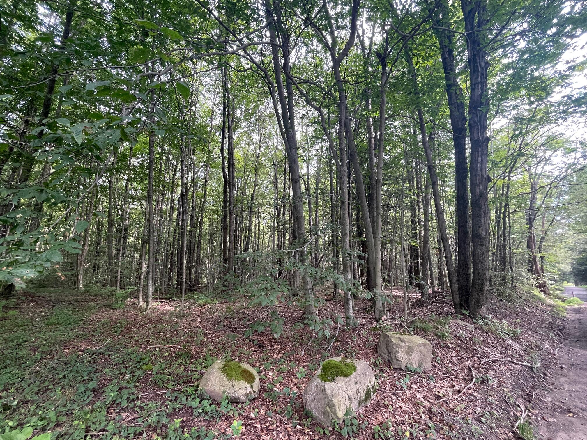 Lot 45 + Gardner Road, Newfoundland, Pennsylvania image 4