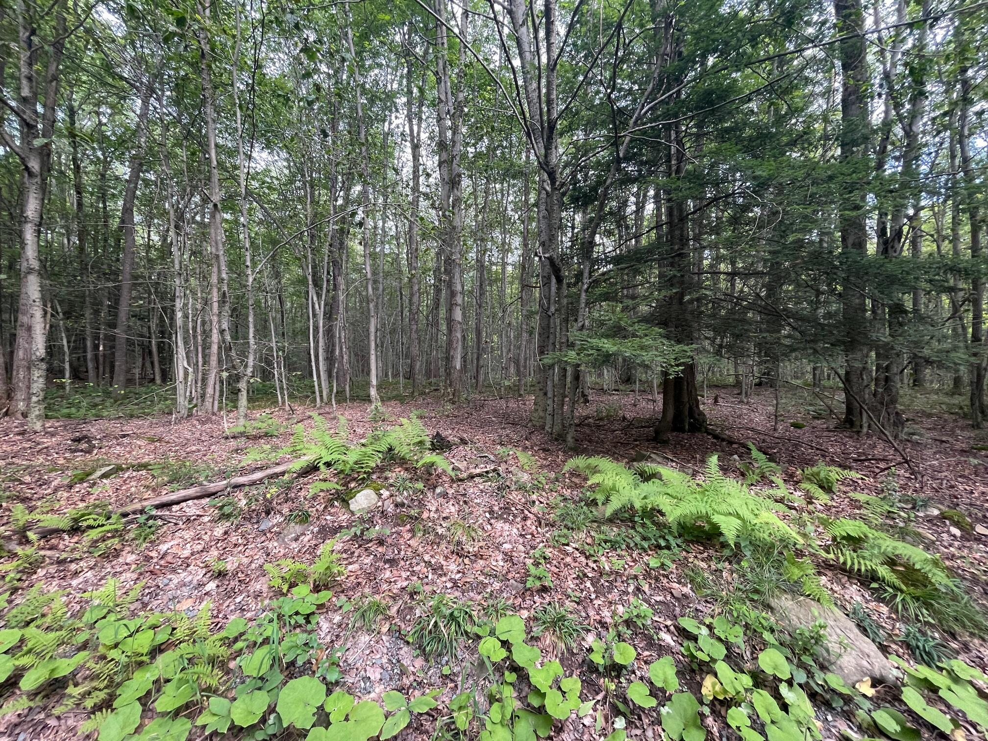 Lot 45 + Gardner Road, Newfoundland, Pennsylvania image 3