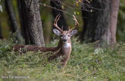 Vacant Land For Sale - Coyote Dr 280<br/> Tobyhanna, PA 18466