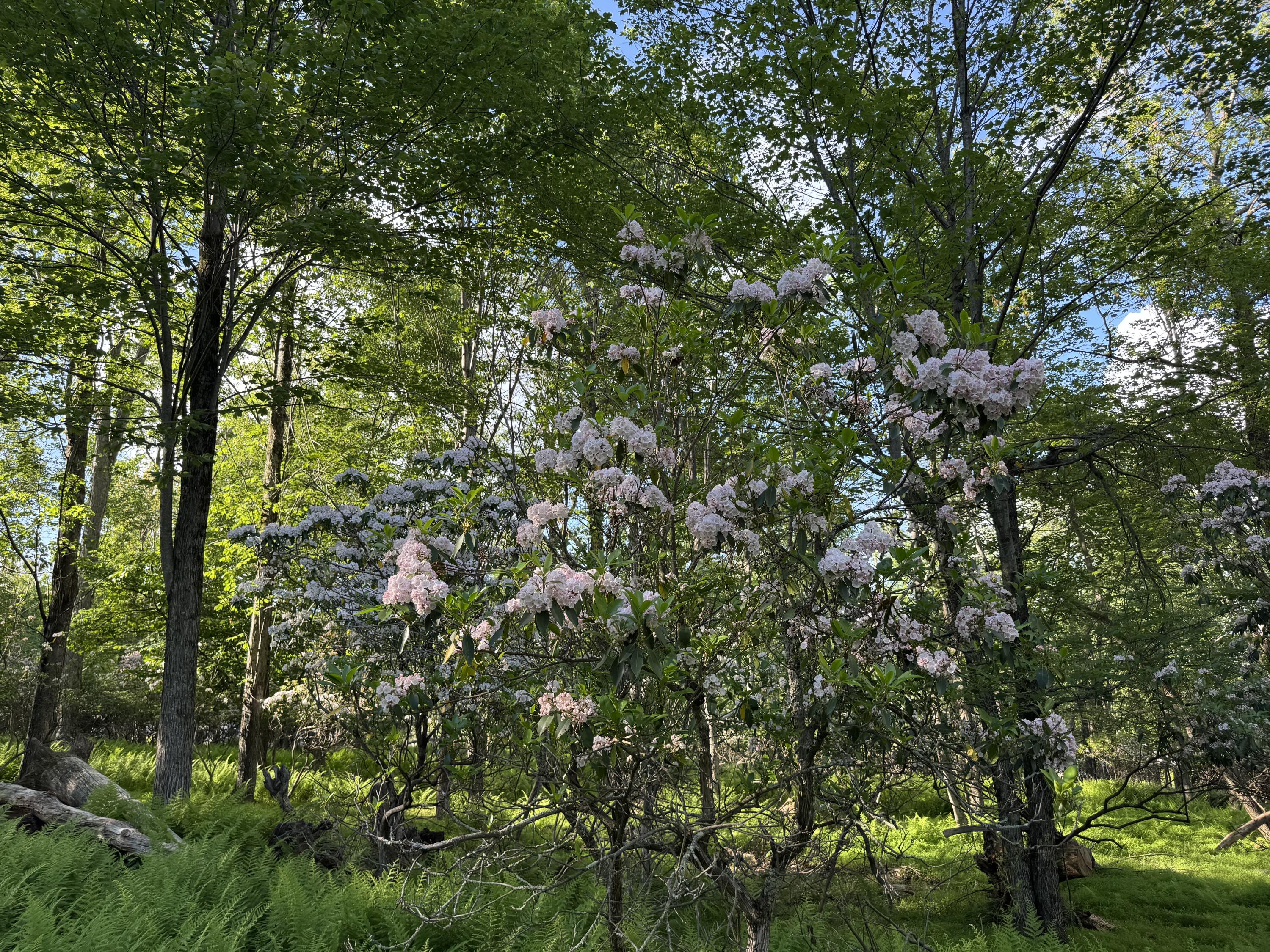 Lot 10 Twilight Drive, Cresco, Pennsylvania image 7