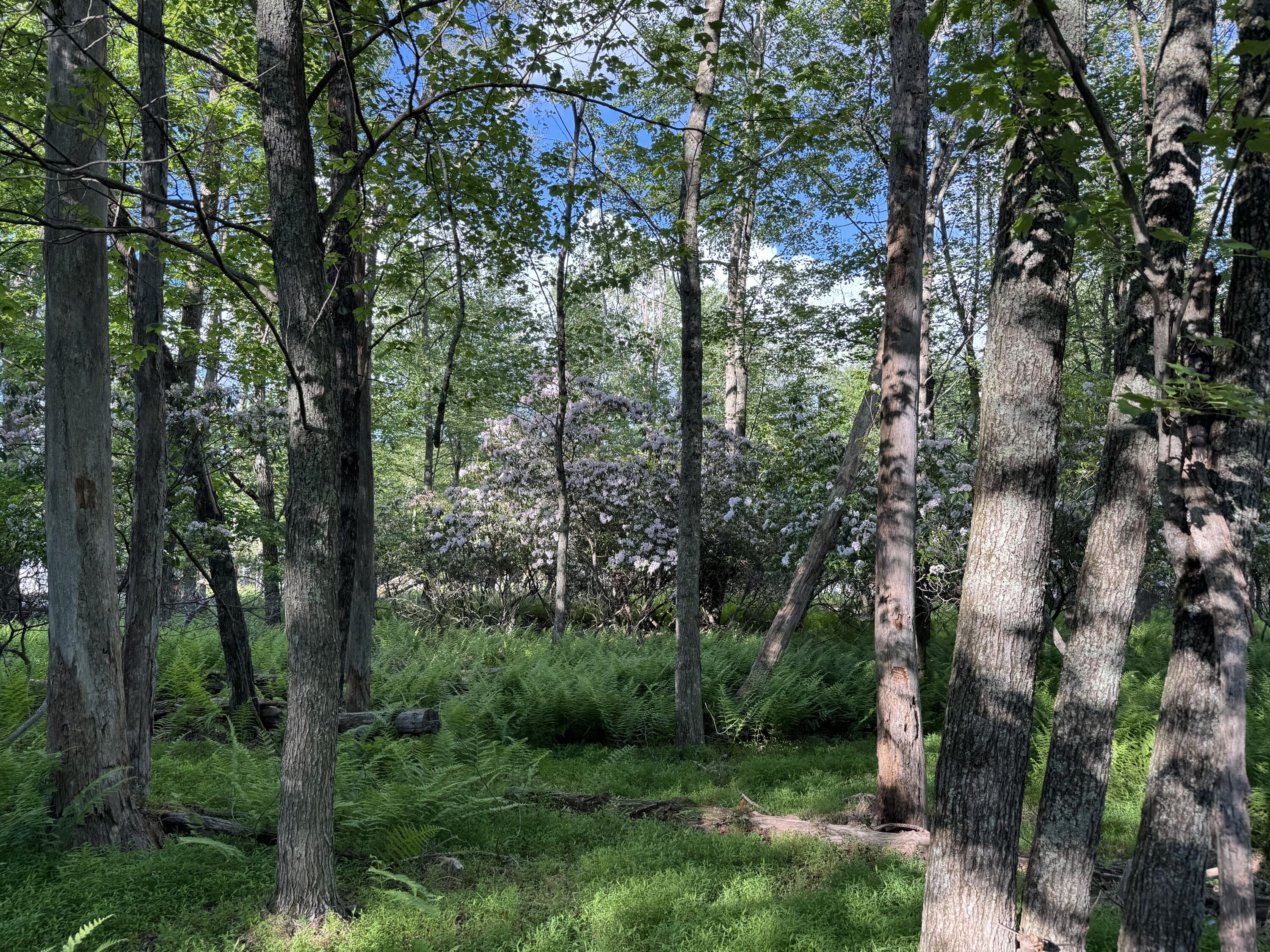 Lot 10 Twilight Drive, Cresco, Pennsylvania image 5