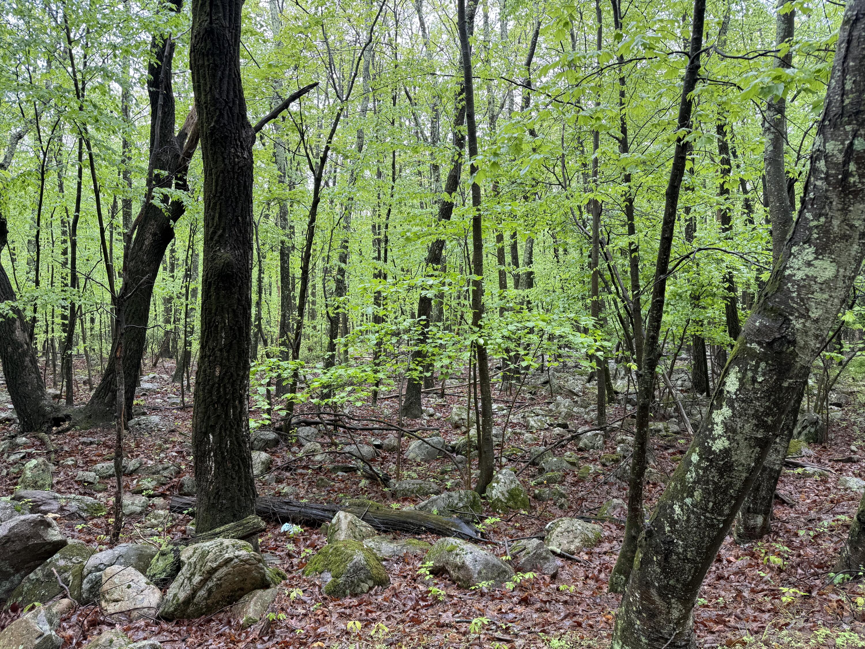 Lot 2 Sportsmans Trail, Stroudsburg, Pennsylvania image 12