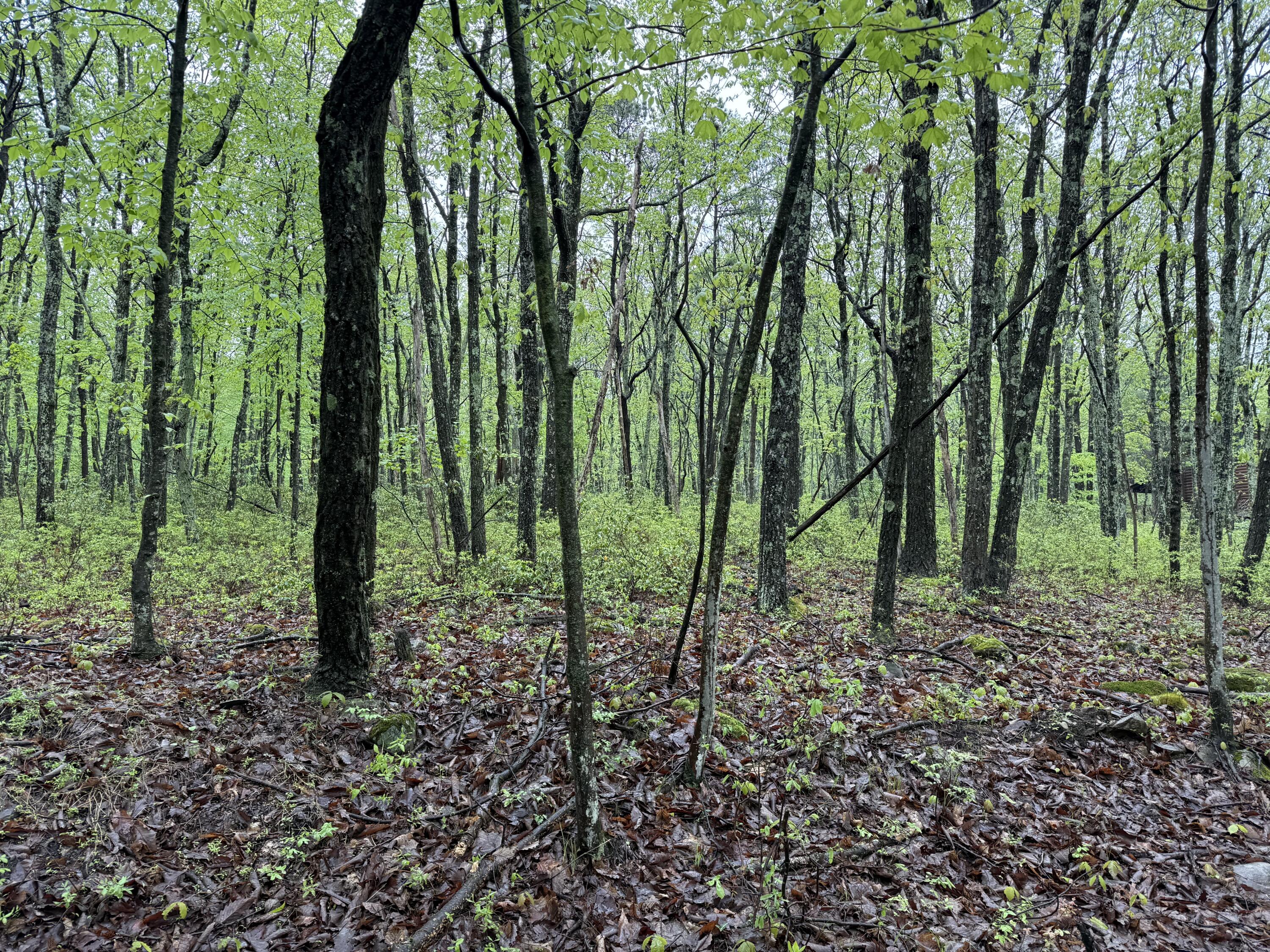 Lot 2 Sportsmans Trail, Stroudsburg, Pennsylvania image 1