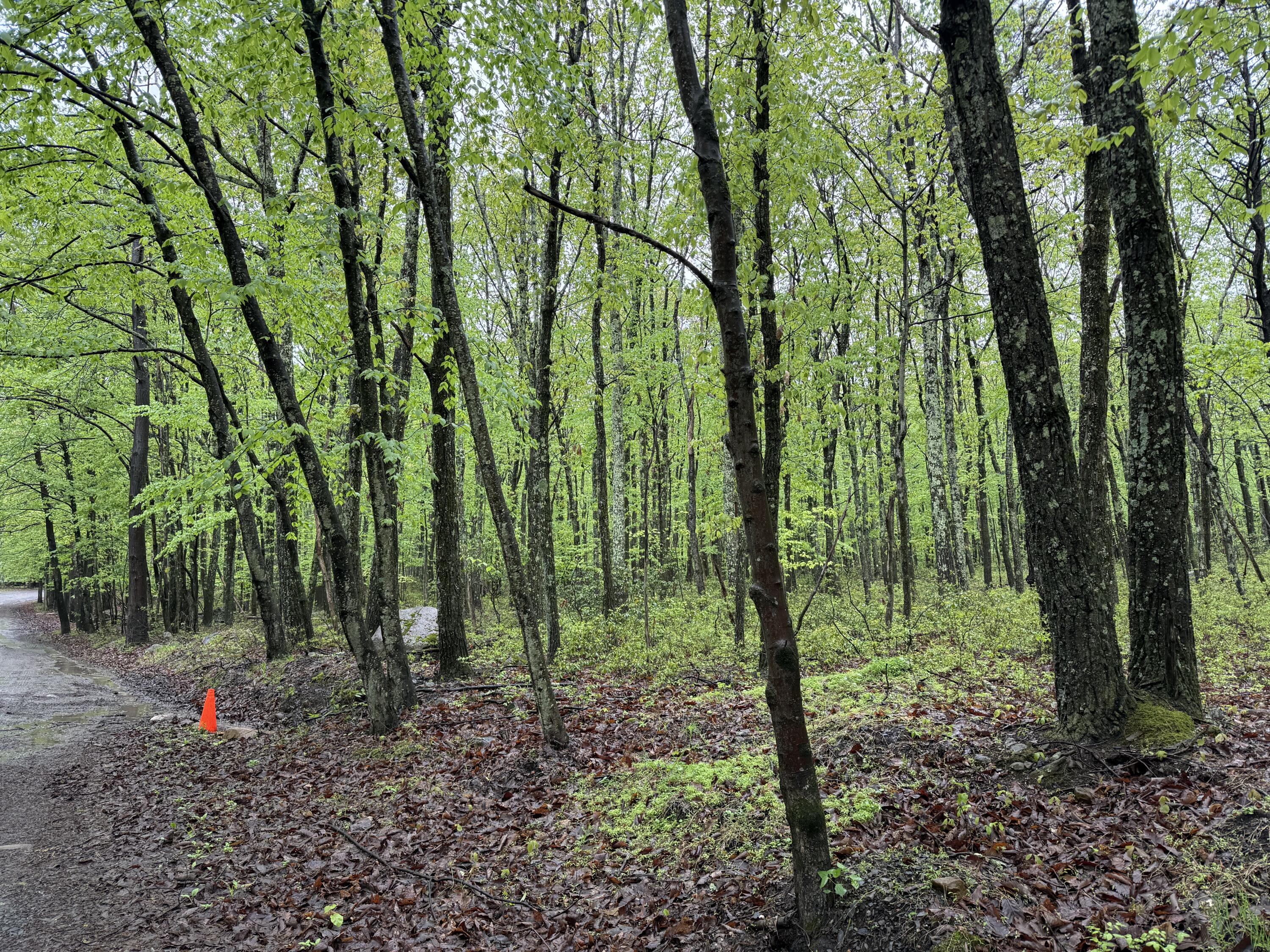 Lot 2 Sportsmans Trail, Stroudsburg, Pennsylvania image 11
