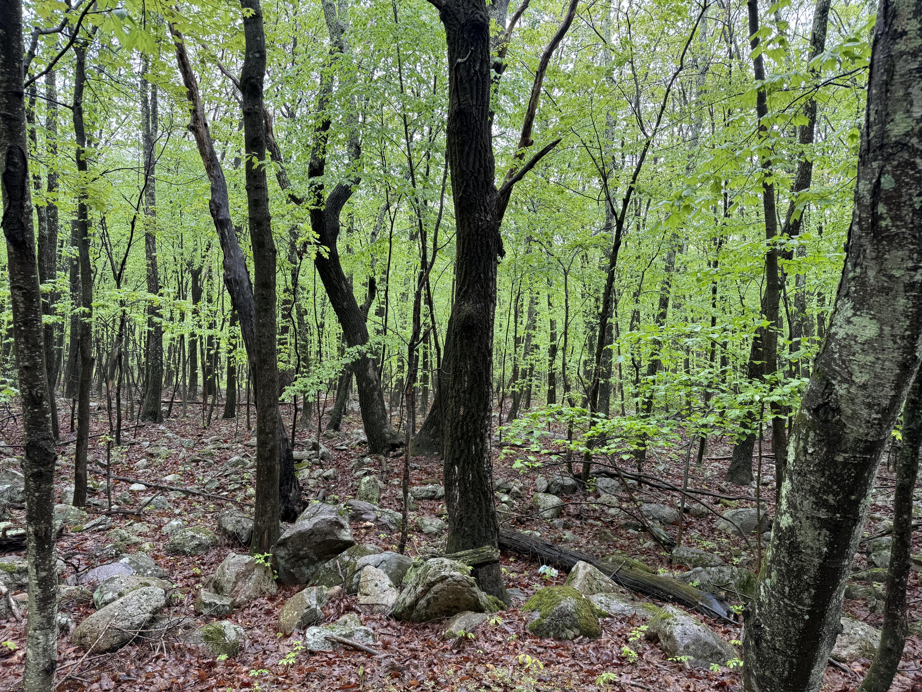 Lot 2 Sportsmans Trail, Stroudsburg, Pennsylvania image 9