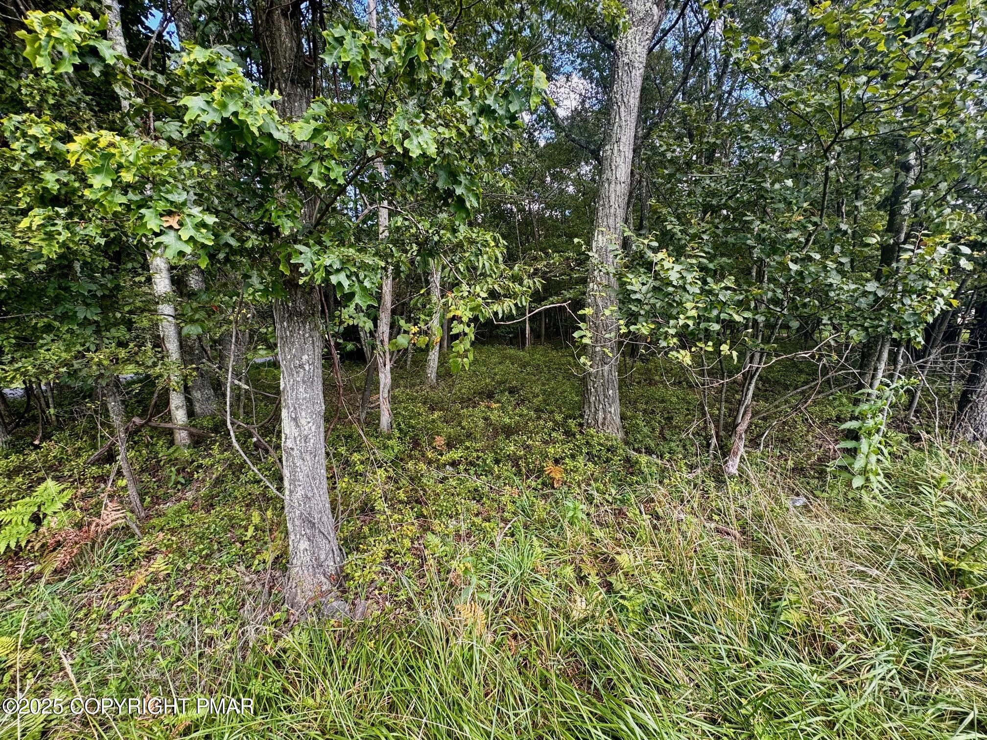 Bear Lane & Behrens Road