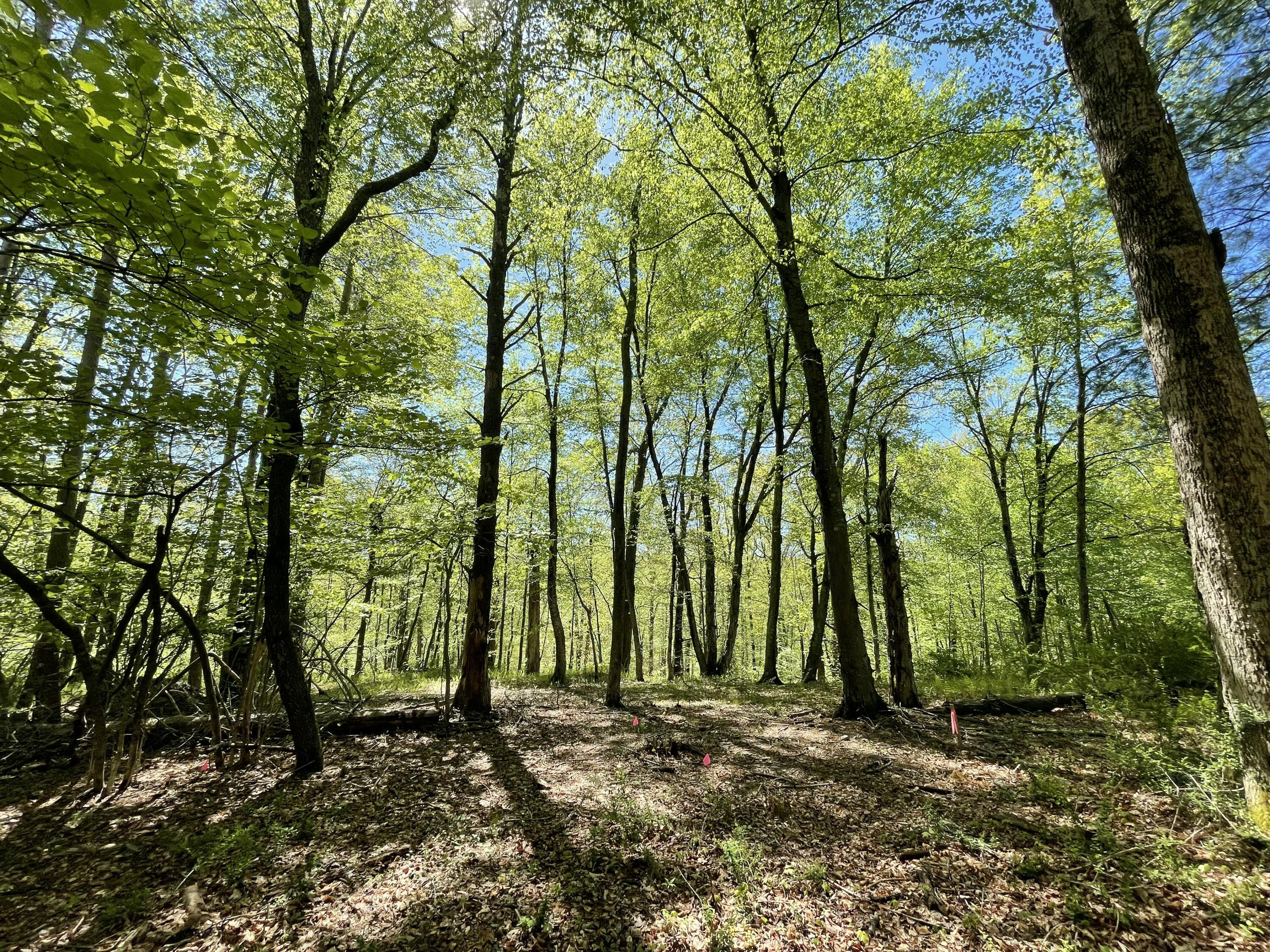 2626 Route 390, Canadensis, Pennsylvania image 5