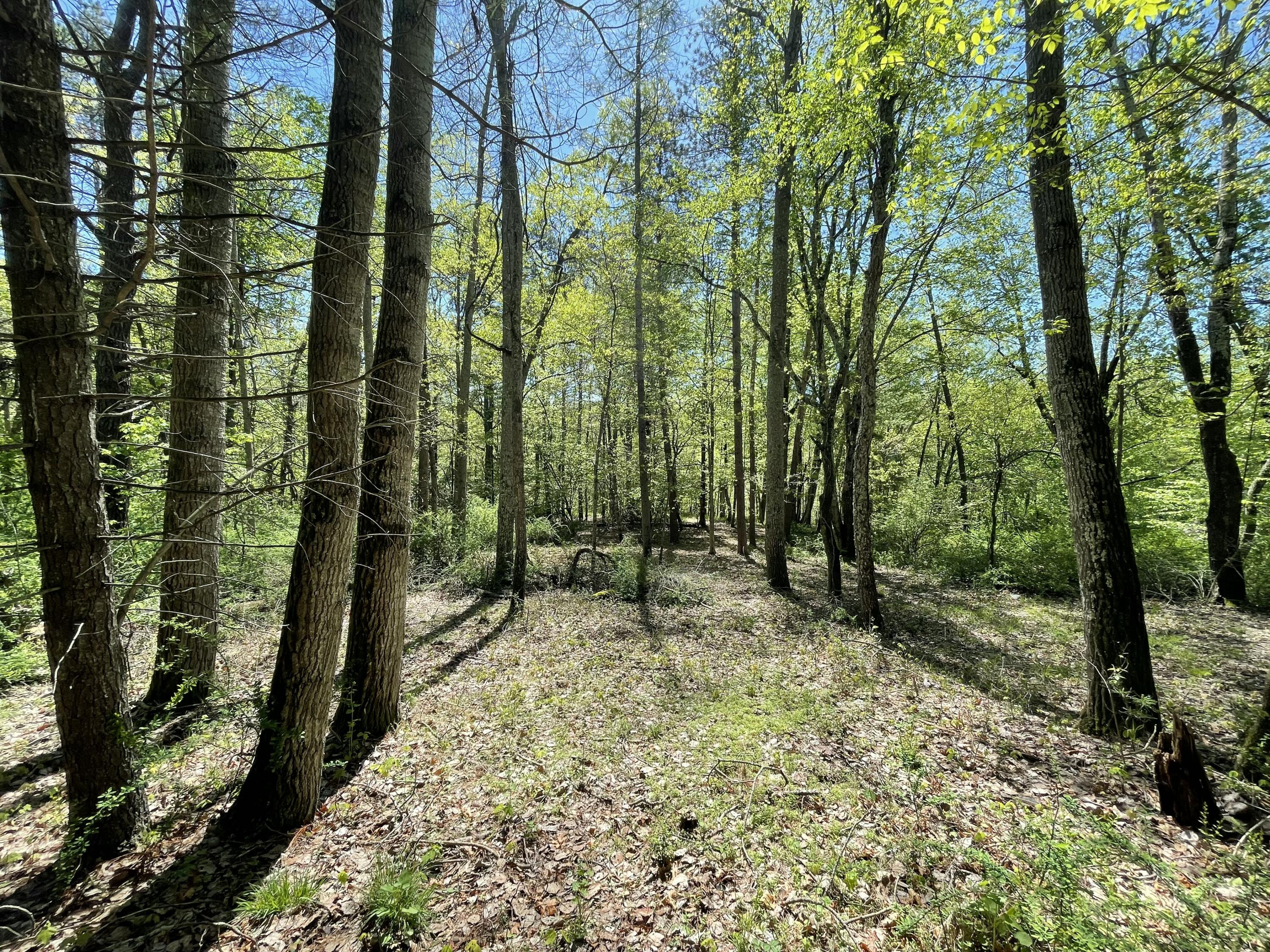 2626 Route 390, Canadensis, Pennsylvania image 3