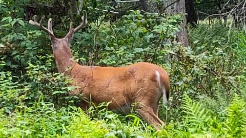 lot 528 Hummingbird Lane Hawley PA 18428