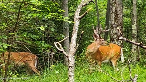 Vacant Land For Sale - 3222 Racoon Lane<br/> Monroe County, Gouldsboro, PA 18424