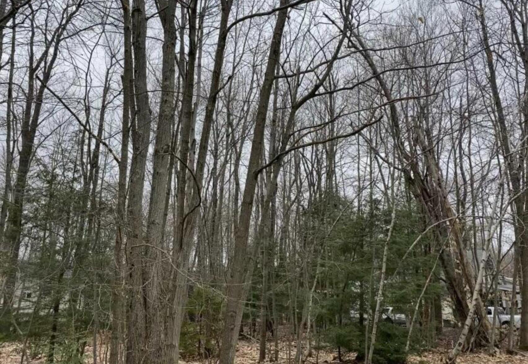 Alter Ave 2425 Avenue, Pocono Summit, Pennsylvania image 1
