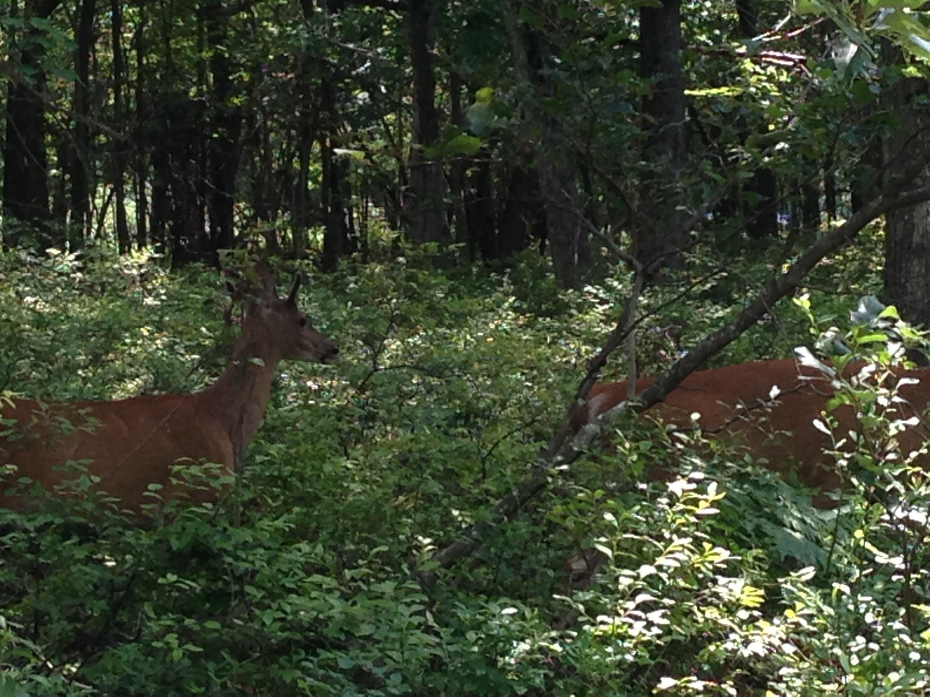 217 Red Ridge Tr & Foothill Rd Trail, Albrightsville, Pennsylvania image 1