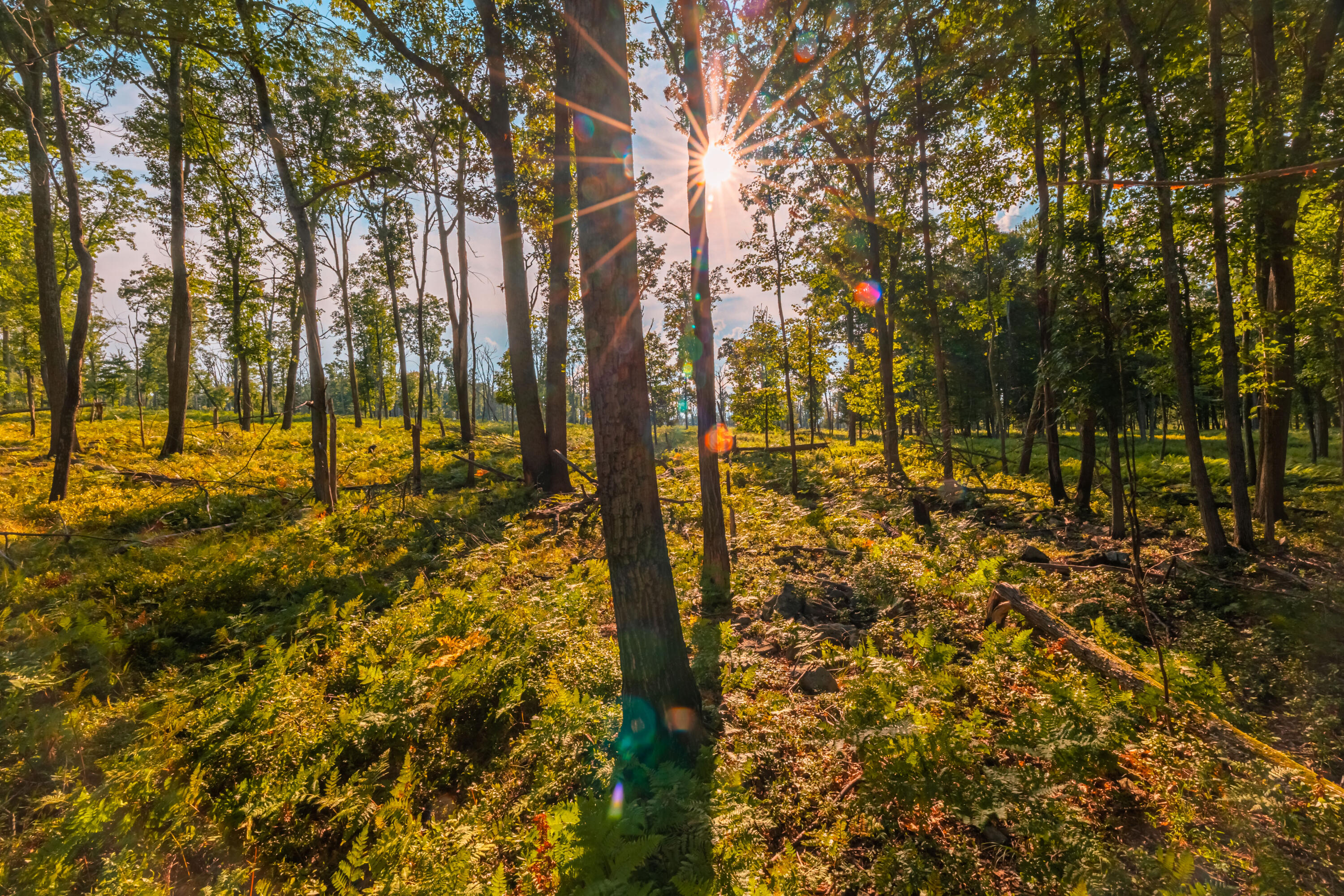 534 Seese Hill Road, Canadensis, Pennsylvania image 47