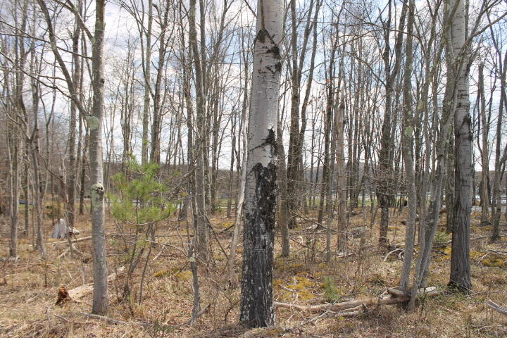 #31 Lake Shore Dr 31, Pocono Lake, Pennsylvania image 2