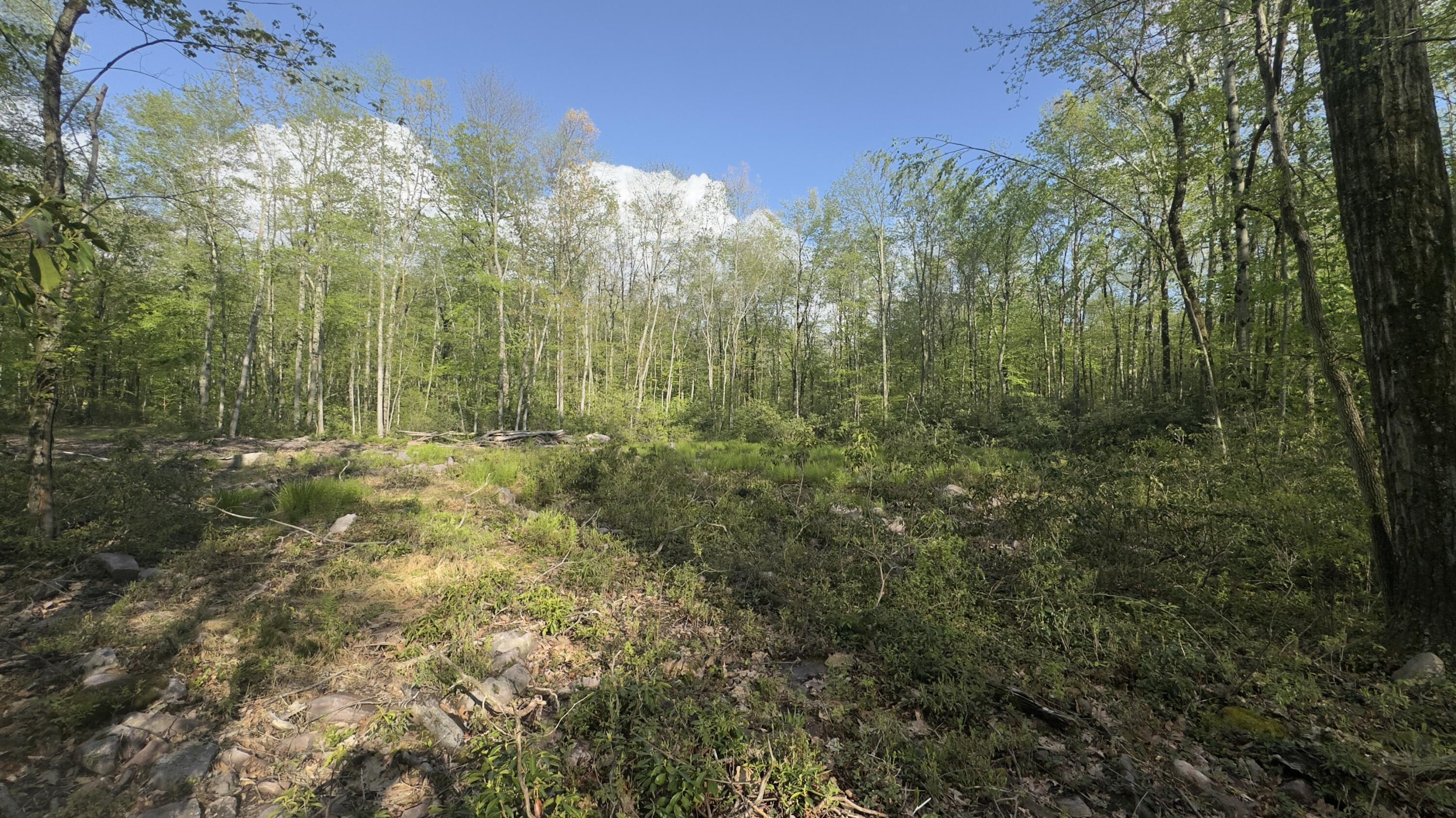 Butternut Road & Mahogany Road, Jim Thorpe, Pennsylvania image 2