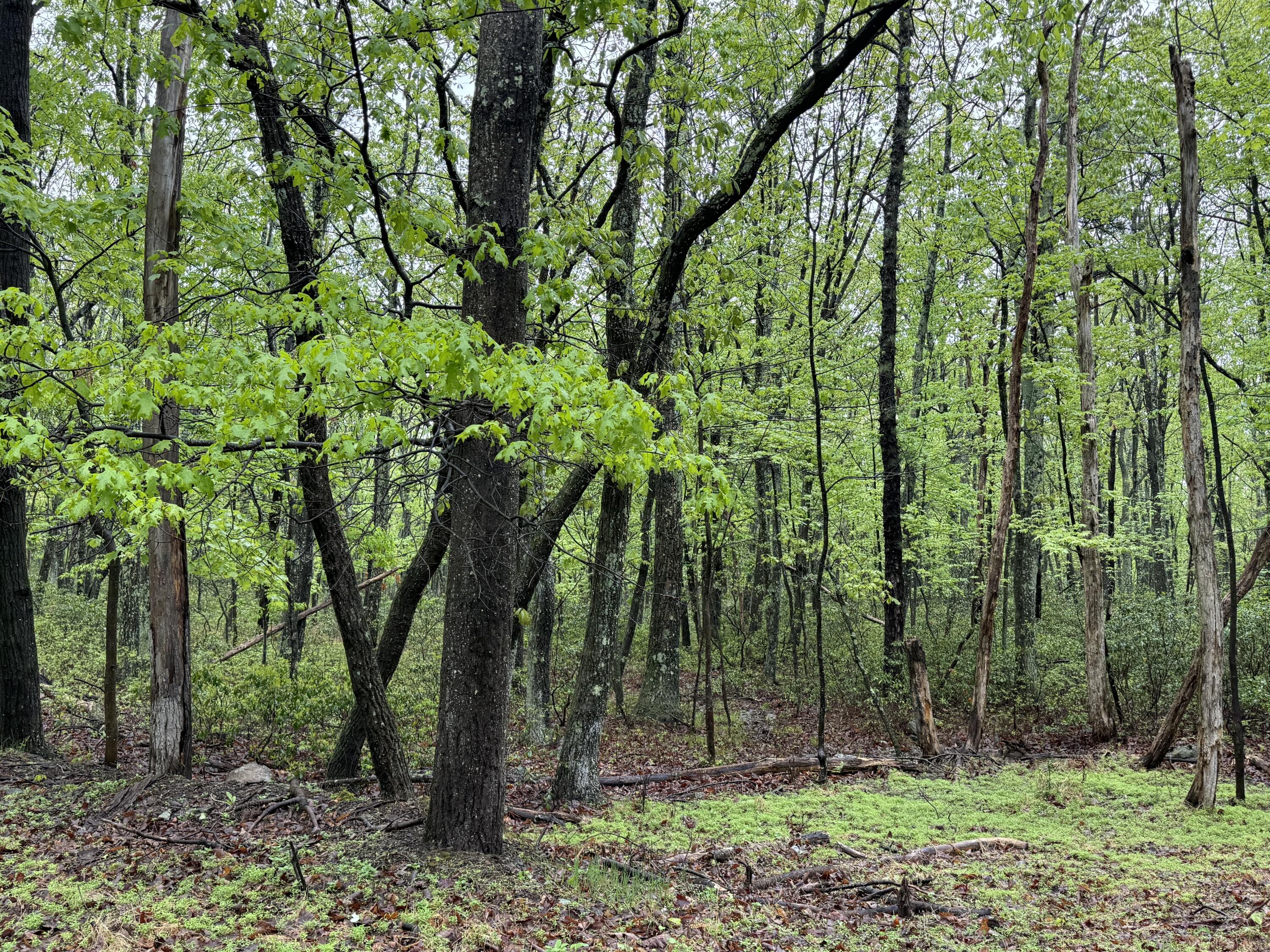 LOT 1 Sportsman Trl Trail, Stroudsburg, Pennsylvania image 6