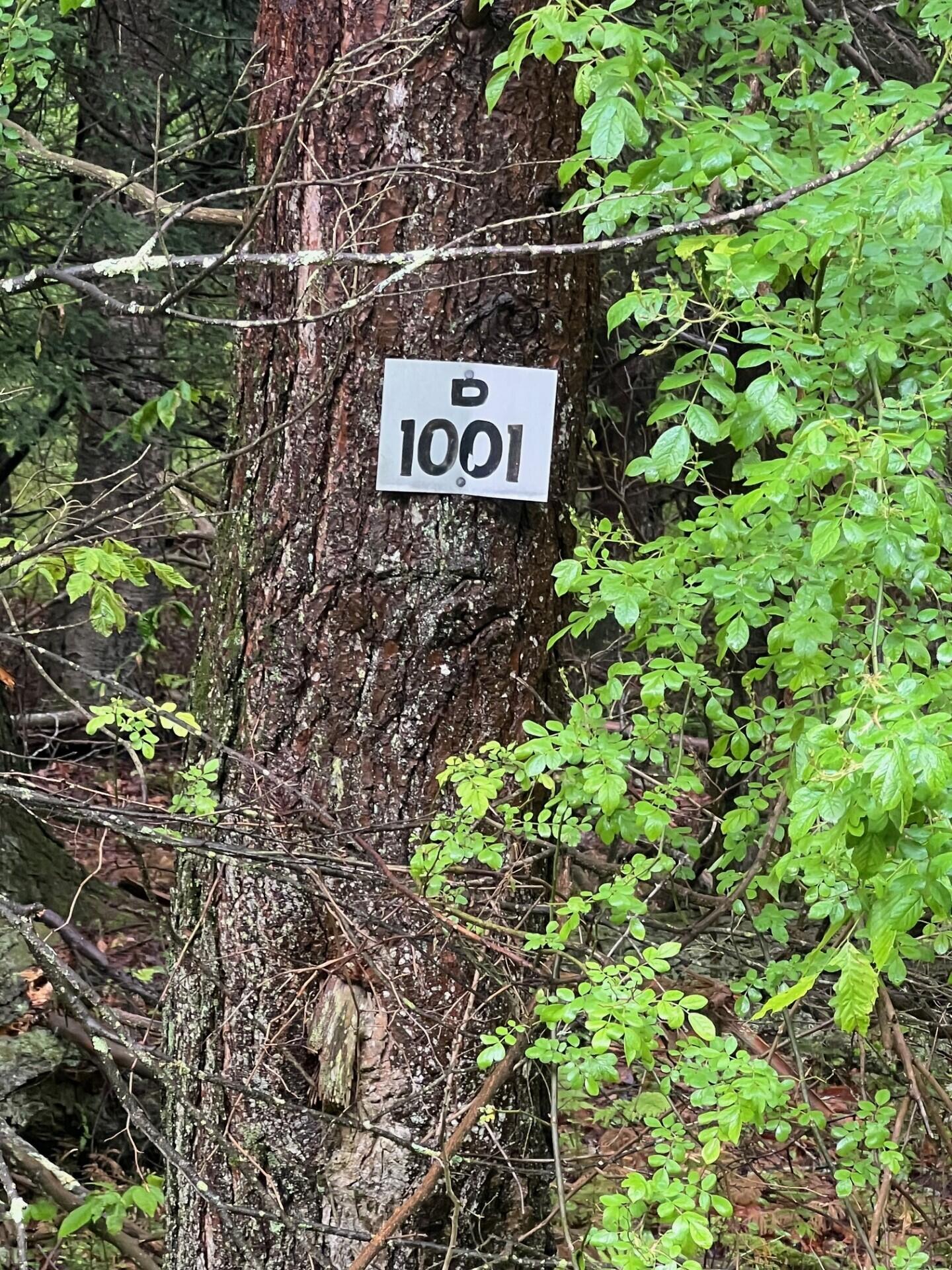 Land PIN 1 Forest Lane West 1001, Pocono Lake, Pennsylvania image 3