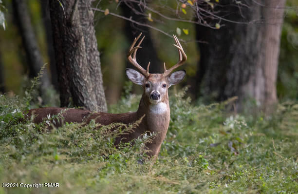 29 Lookout Point Rd, Canadensis, Pennsylvania image 1