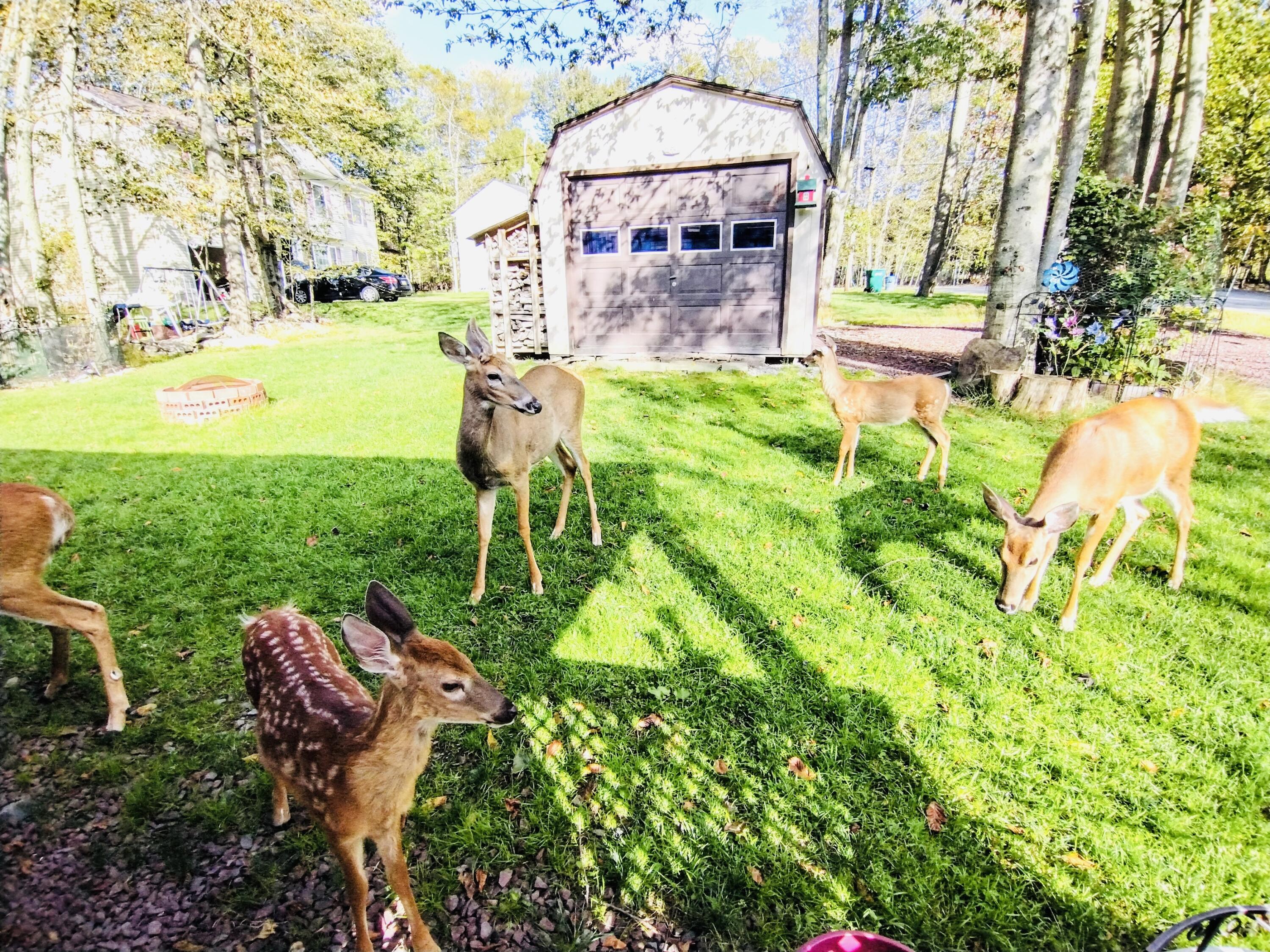 5280 Sunshine Lane, Tobyhanna, Pennsylvania image 39