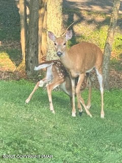 Vacant Land For Sale - LOT 14  & 15 Pocono Mountain Lake Drive<br/> Bushkill, PA 18324