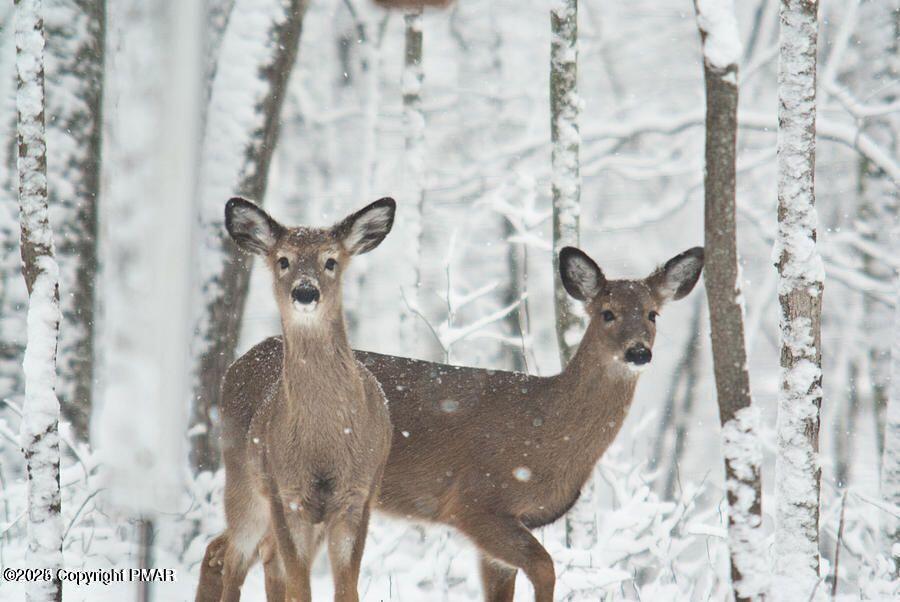 Deerfoot And Pinetree Road, Albrightsville, Pennsylvania image 1