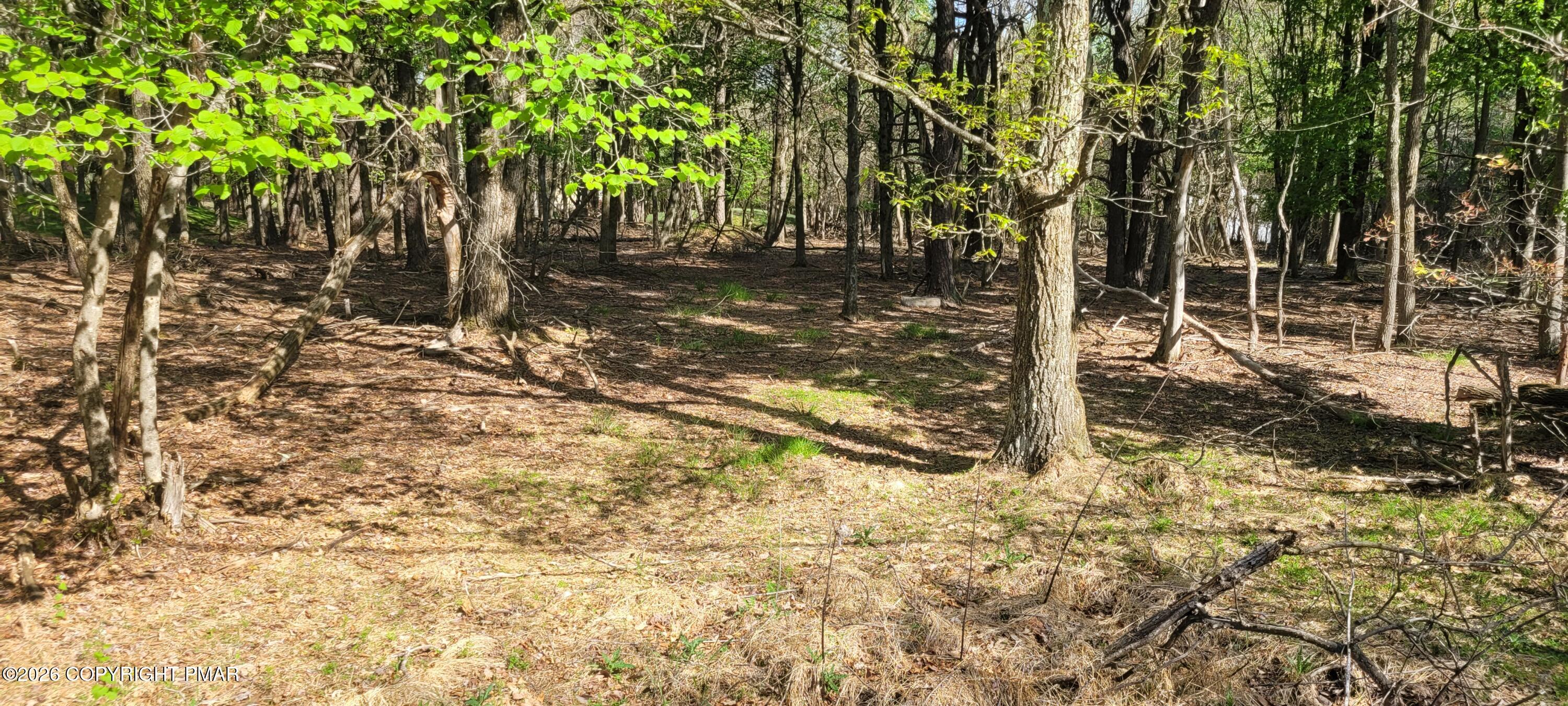 D2019 Penn Forest Trail