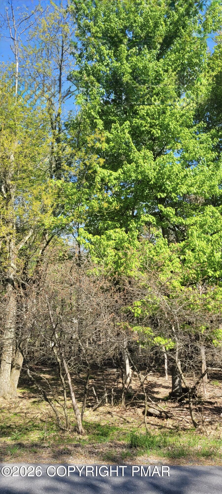 D2019 Penn Forest Trail
