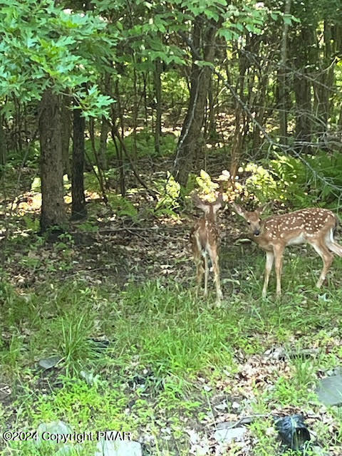 LOT 406 Ash Drive, Pocono Summit, Pennsylvania image 3