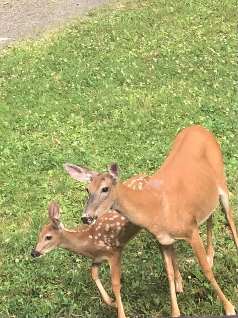 Vacant Land For Sale - LOT 220 Helen Way<br/> Carbon County, White Haven, PA 18661