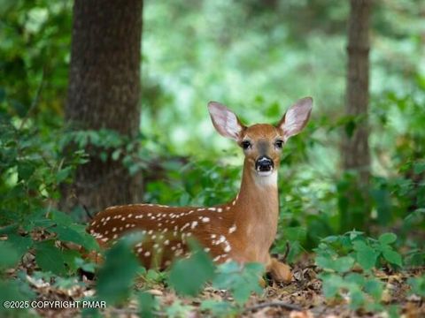 Vacant Land For Sale - Ash Dr 408<br/> Monroe County, Pocono Summit, PA 18346