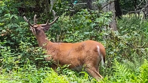 Vacant Land For Sale - Arline Ln<br/> Monroe County, Cresco, PA 18326