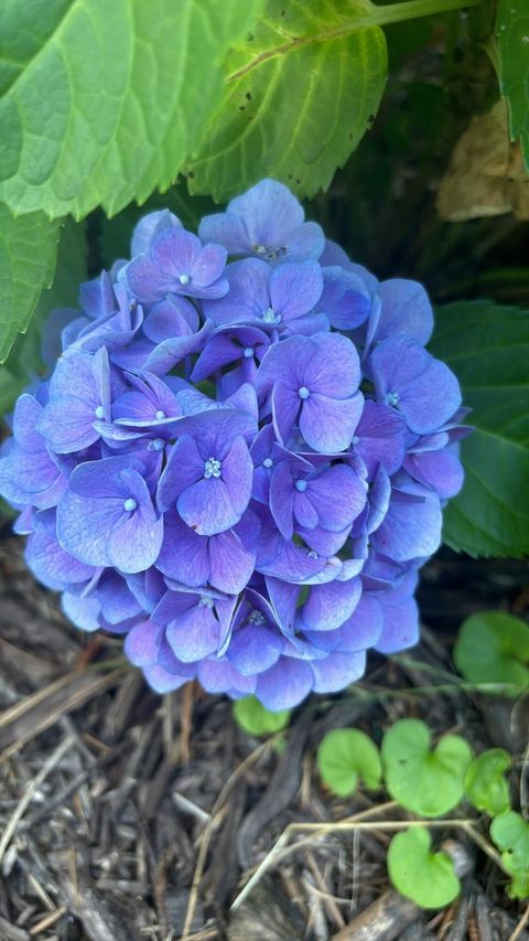 Tiny photo for 1729 Oak Drive, Augusta, GA 30904 (MLS # 548788)