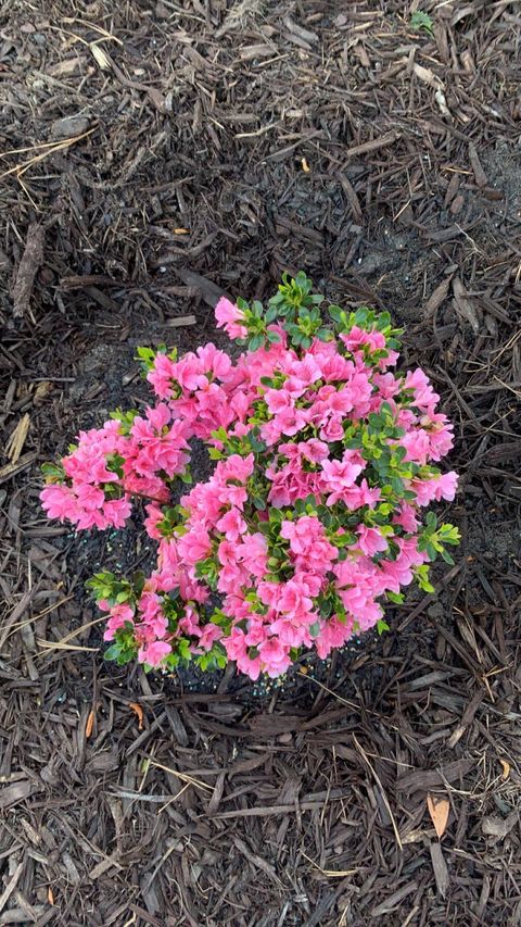 Tiny photo for 1729 Oak Drive, Augusta, GA 30904 (MLS # 548788)