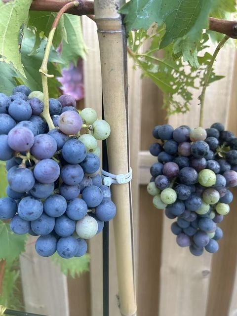 Tiny photo for 118 Wilcox Dr Dr, Grovetown, GA 30813 (MLS # 548583)