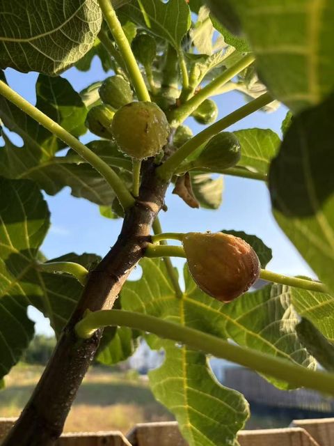 Tiny photo for 118 Wilcox Dr Dr, Grovetown, GA 30813 (MLS # 548583)