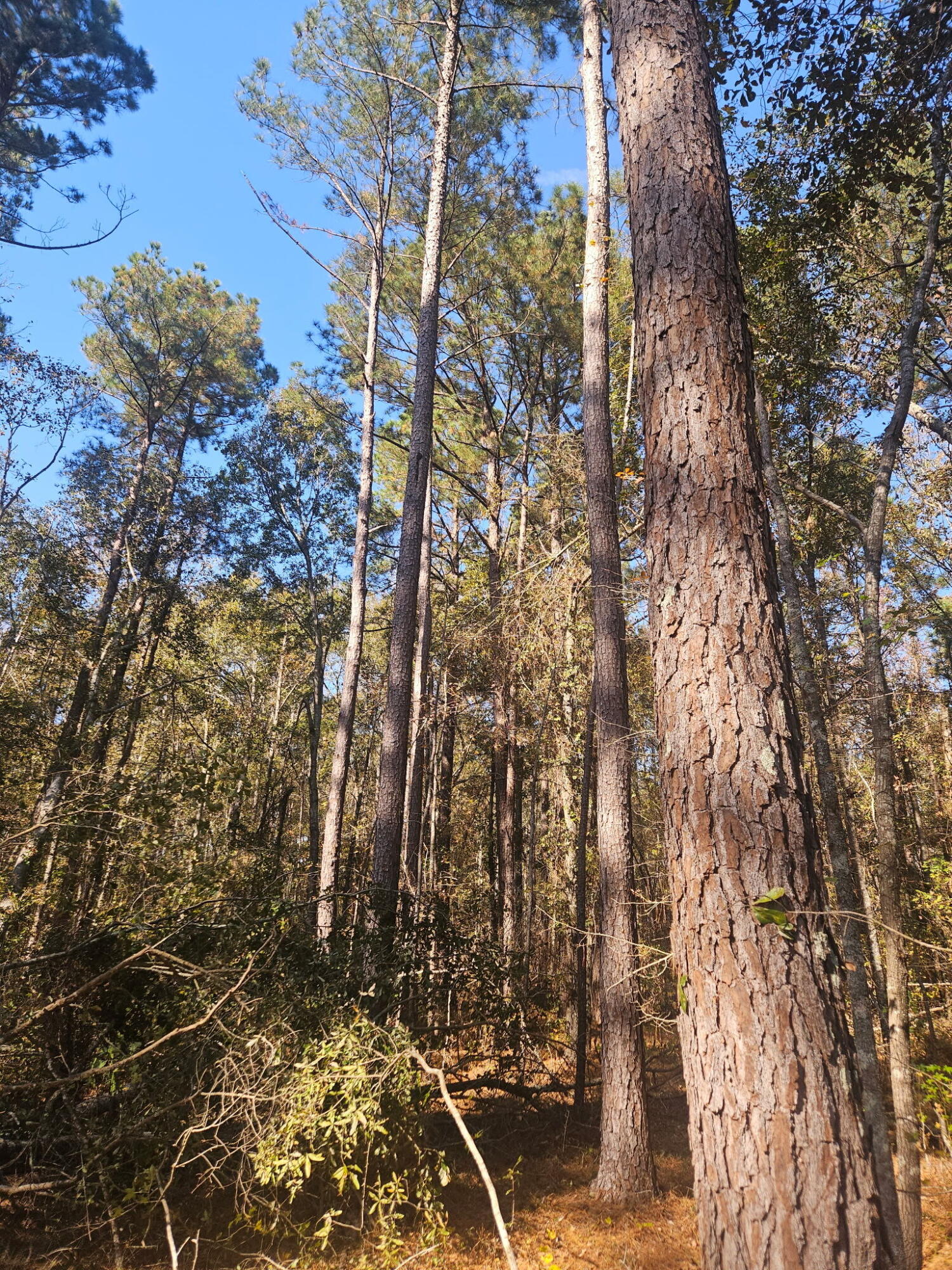 3979 Campground Road