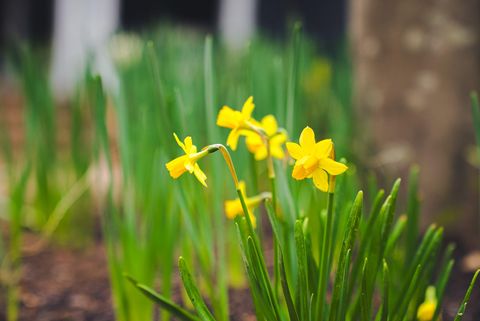 Tiny photo for 1005 Spruce Court, North Augusta, SC 29841 (MLS # 552885)