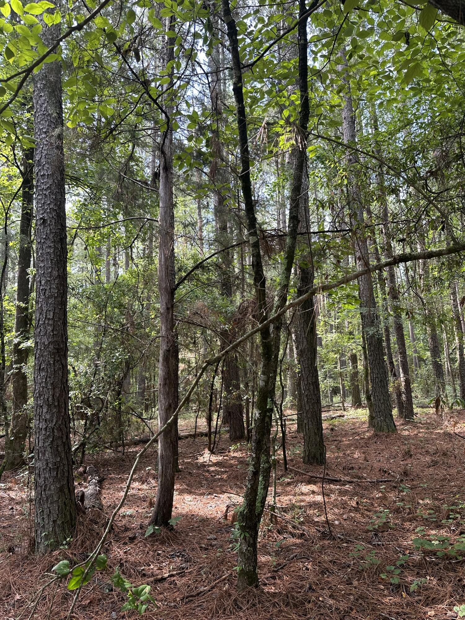 Lot 1 Dogwood Lane