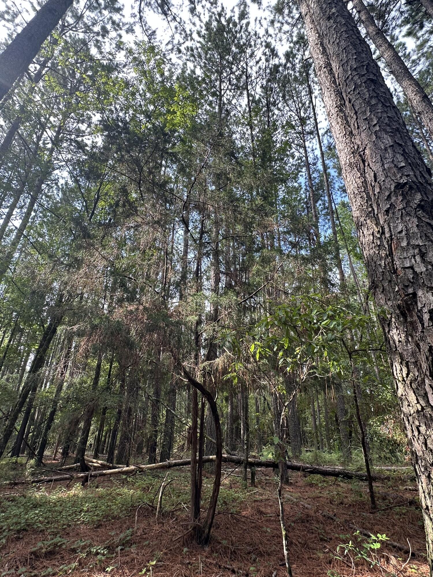 Lot 1 Dogwood Lane