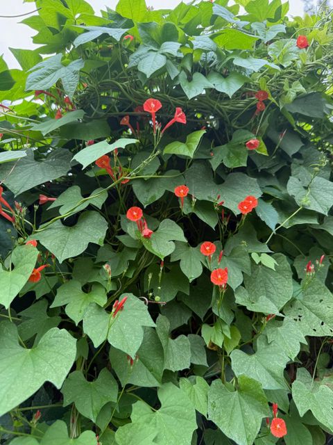 Tiny photo for 228 Greene Street, Augusta, GA 30901 (MLS # 549601)