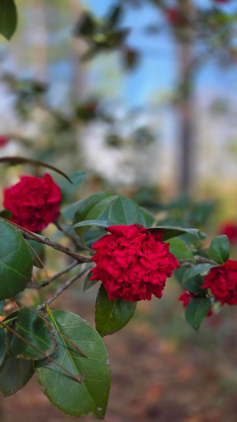 Tiny photo for 2133 Trail Point, Aiken, SC 29803 (MLS # 552857)