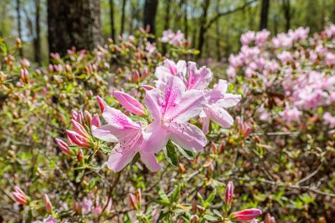 Tiny photo for 3593 Silver Bluff Road, Aiken, SC 29803 (MLS # 540343)