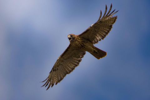 Tiny photo for 3042 Johnny Court, Augusta, GA 30906 (MLS # 549783)