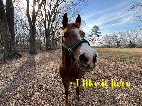 Tiny photo for 0 SE Barnett Road, Sharon, GA 30631 (MLS # 552773)