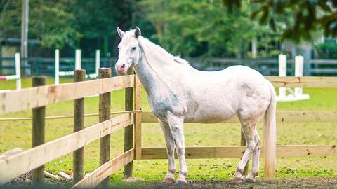 Tiny photo for 4010 Shy Boy Cove Cv, Aiken, SC 29803 (MLS # 549550)