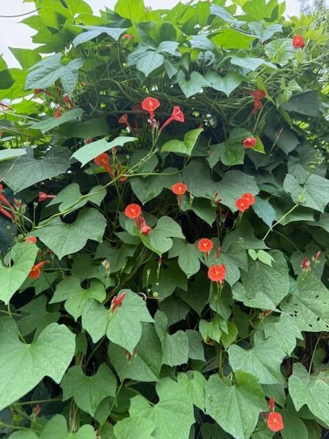 Tiny photo for 226 Greene Street, Augusta, GA 30901 (MLS # 548732)