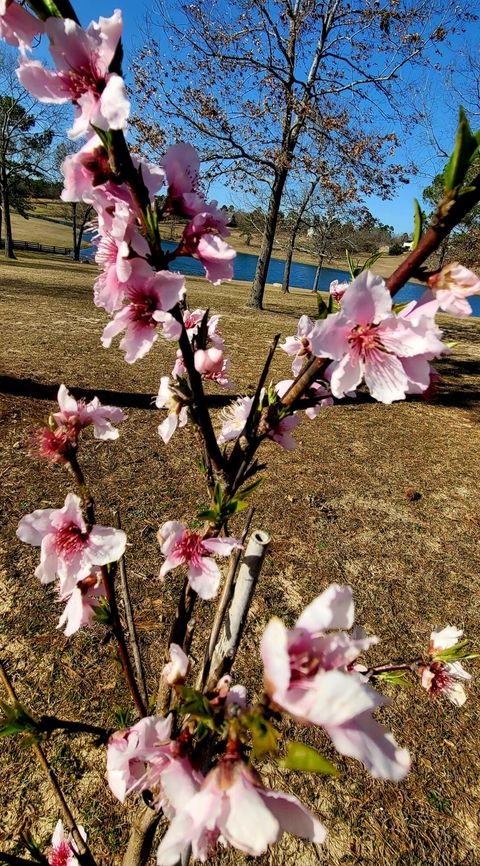 Tiny photo for 764 Blue Roan Court, Warrenville, SC 29851 (MLS # 536798)